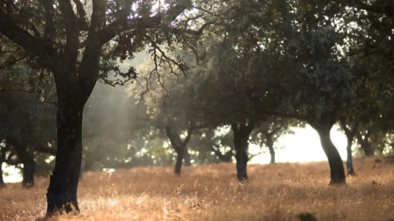  La UCO acoger&aacute; el II Congreso internacional de inteligencia artificial "De la granja a la mesa" 