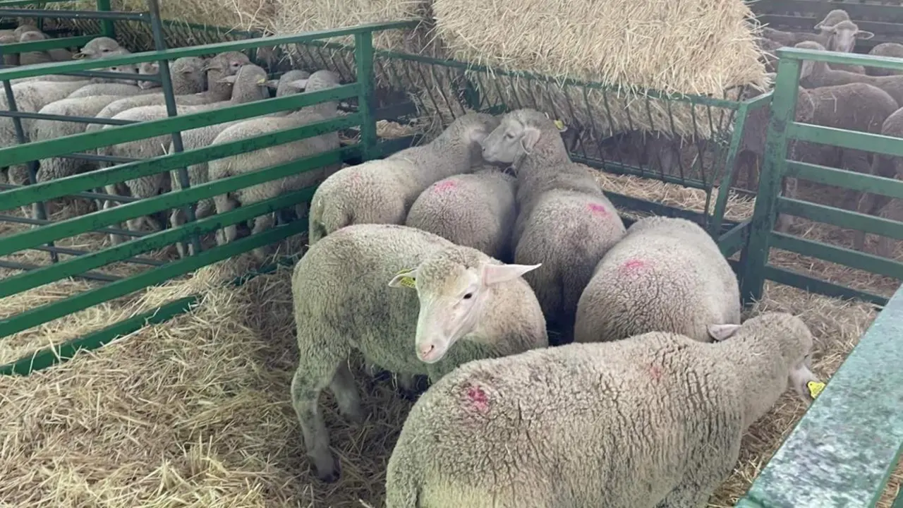  Archivo - Ganado en la Feria de Zafra, en una imagen de archivo - AYUNTAMIENTO DE ZAFRA - Archivo 