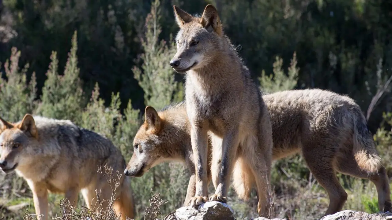  Archivo - Lobos ib&eacute;ricos - Carlos Castro - Europa Press - Archivo 