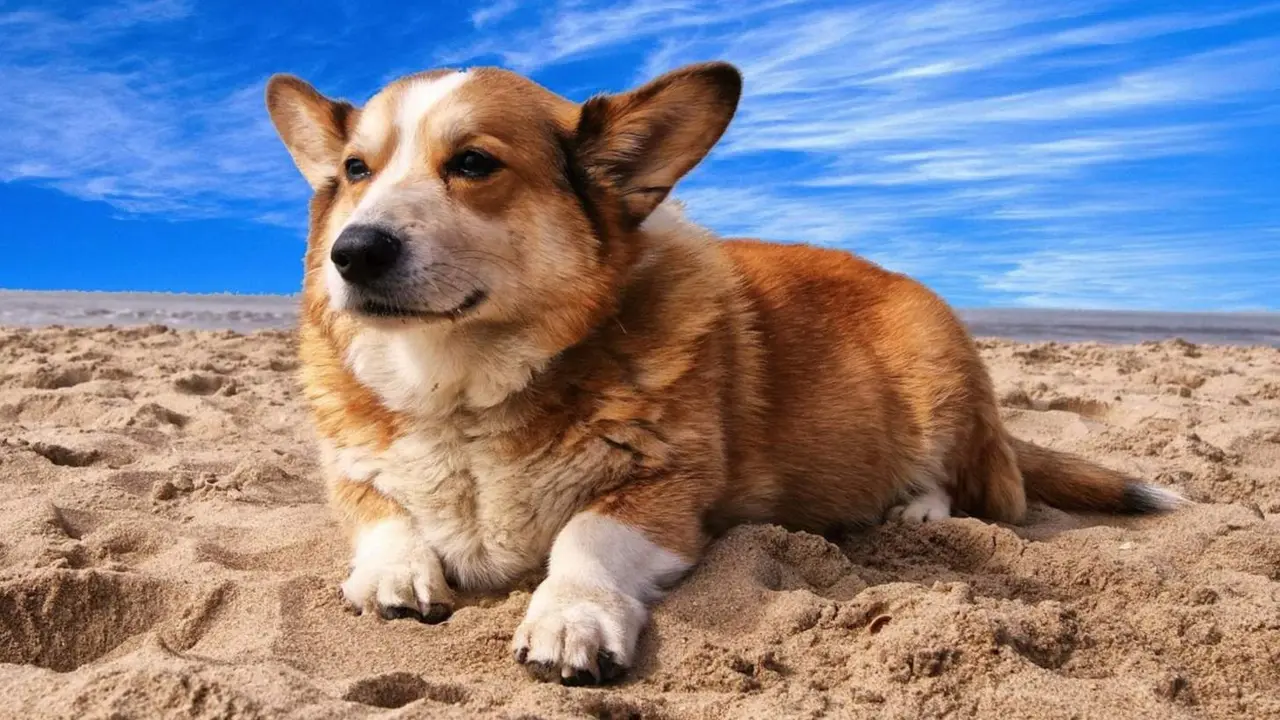  Perro en la playa. PACMA 