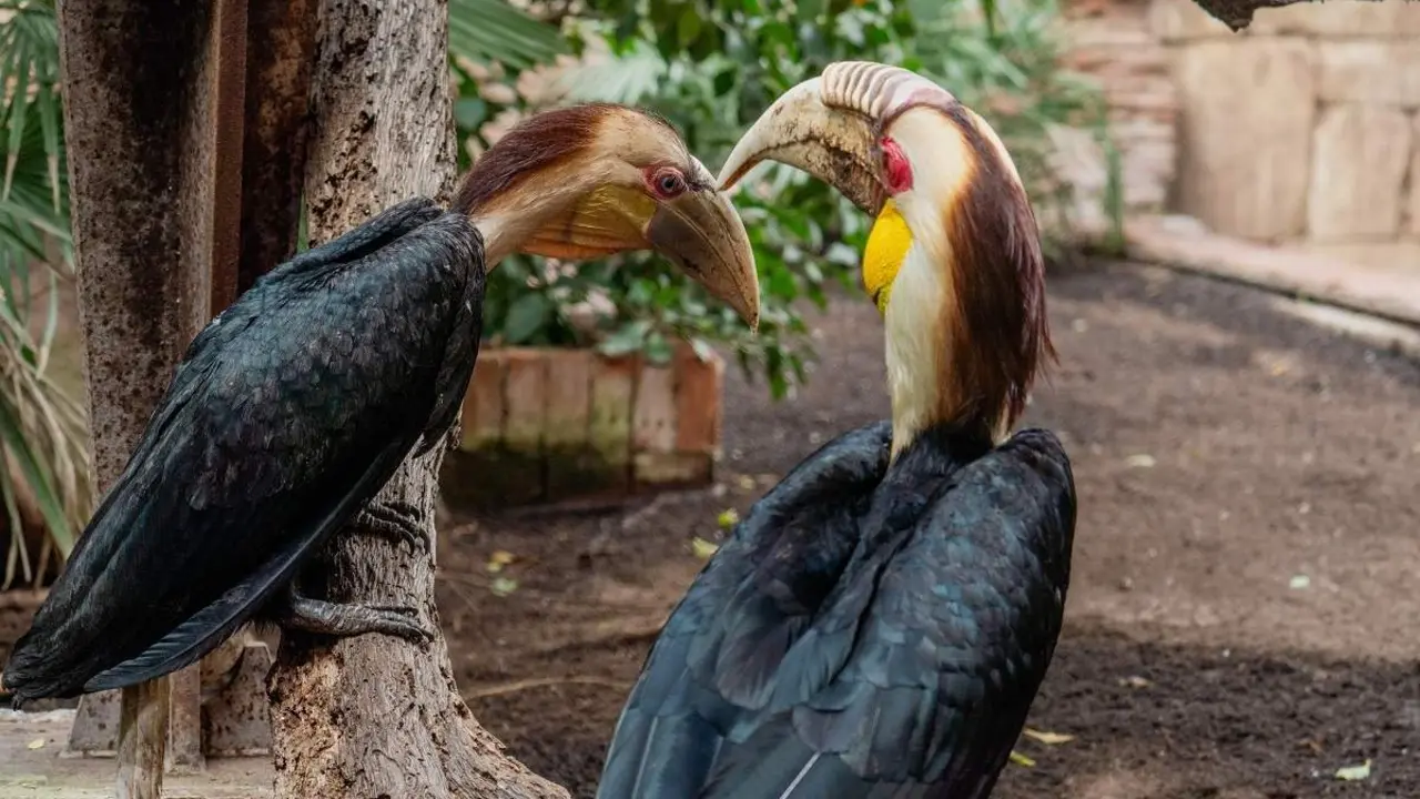  NP Bioparc Fuengirola - Polluelos c&aacute;lao gorginegro 2024 