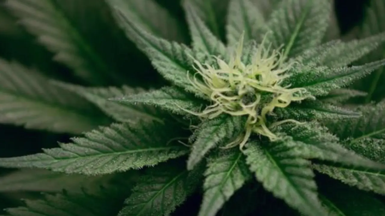  Archivo - Marihuana ESTEBAN LOPEZ - Archivo 