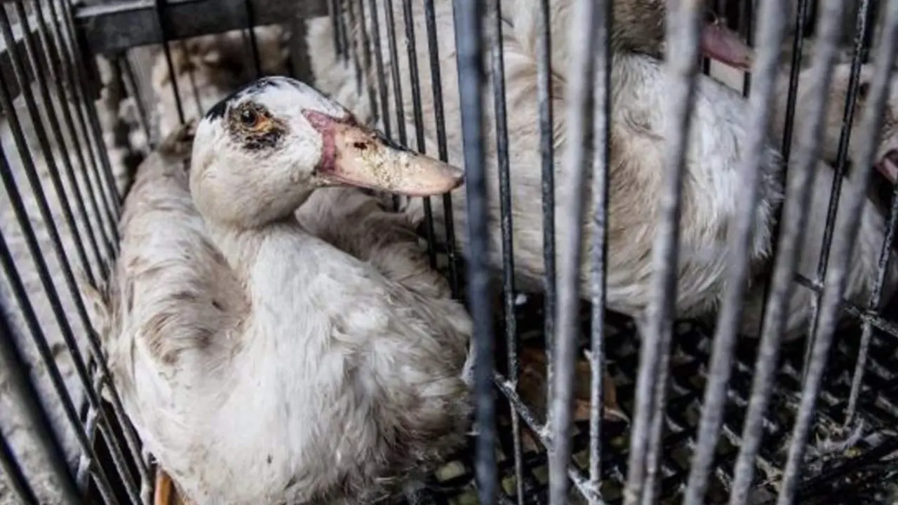  Igualdad Animal entregar&aacute; m&aacute;s de 100.000 firmas el martes en el Congreso contra la alimentaci&oacute;n forzada de patos. - IGUALDAD ANIMAL 
