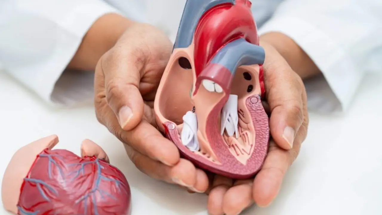  Archivo - Cardiovascular disease CVD, Asian doctor holding human anatomy model for learn and treat heart disease. - OLYMPIA - Archivo 