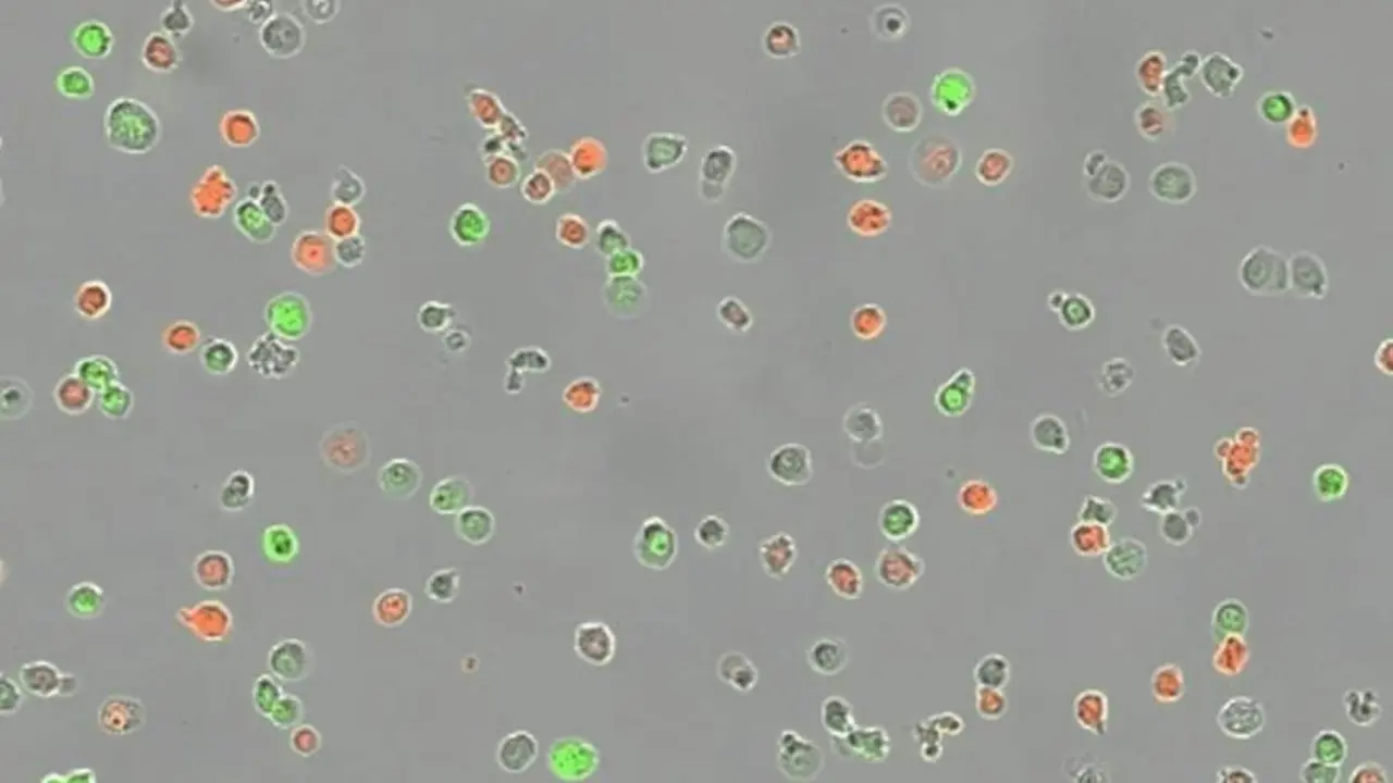  Ensayo de competencia clonal en el que se aprecian poblaciones de c&eacute;lulas con distintas mutaciones. Seg&uacute;n la mutaci&oacute;n, cada poblaci&oacute;n de c&eacute;lulas est&aacute; te&ntilde;ida de un color distinto. - LARISSA HAERTLE / CNIO 