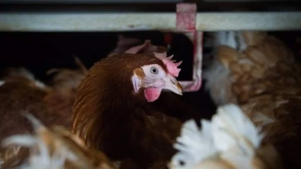  Gallina - IGUALDAD ANIMAL 