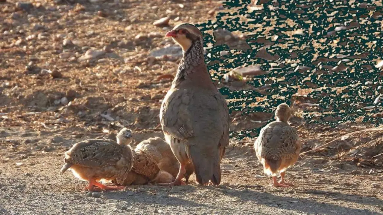  La perdiz roja registra un "buen" a&ntilde;o de cr&iacute;a con el doble de j&oacute;venes que de adultos, seg&uacute;n el Observatorio Cineg&eacute;tico. - FUNDACI&Oacute;N ARTEMISAN 