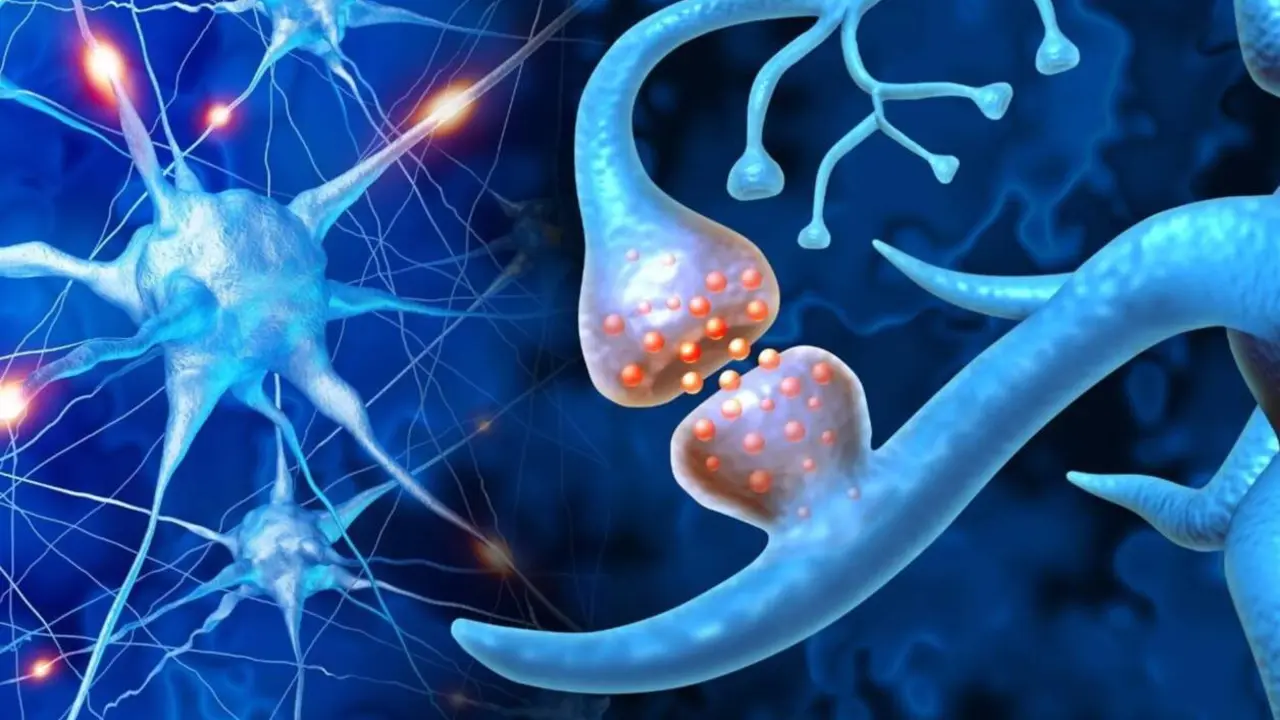  Conexi&oacute;n neuronal - CSIC 