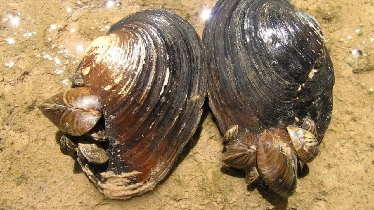  Archivo - Mejill&oacute;n cebra - DFA - Archivo 