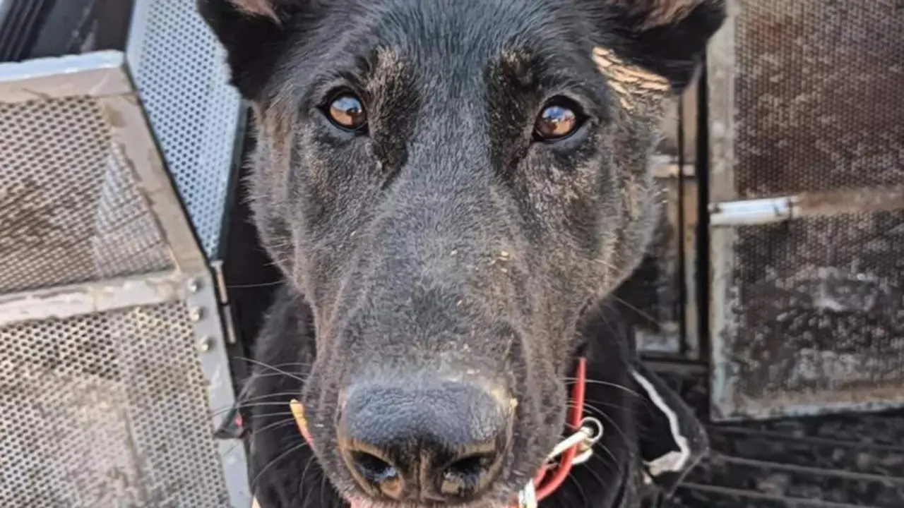  Darwin, uno de los perros utilizado por la Polic&iacute;a Nacional para la b&uacute;squeda de cuerpos - POLIC&Iacute;A NACIONAL 
