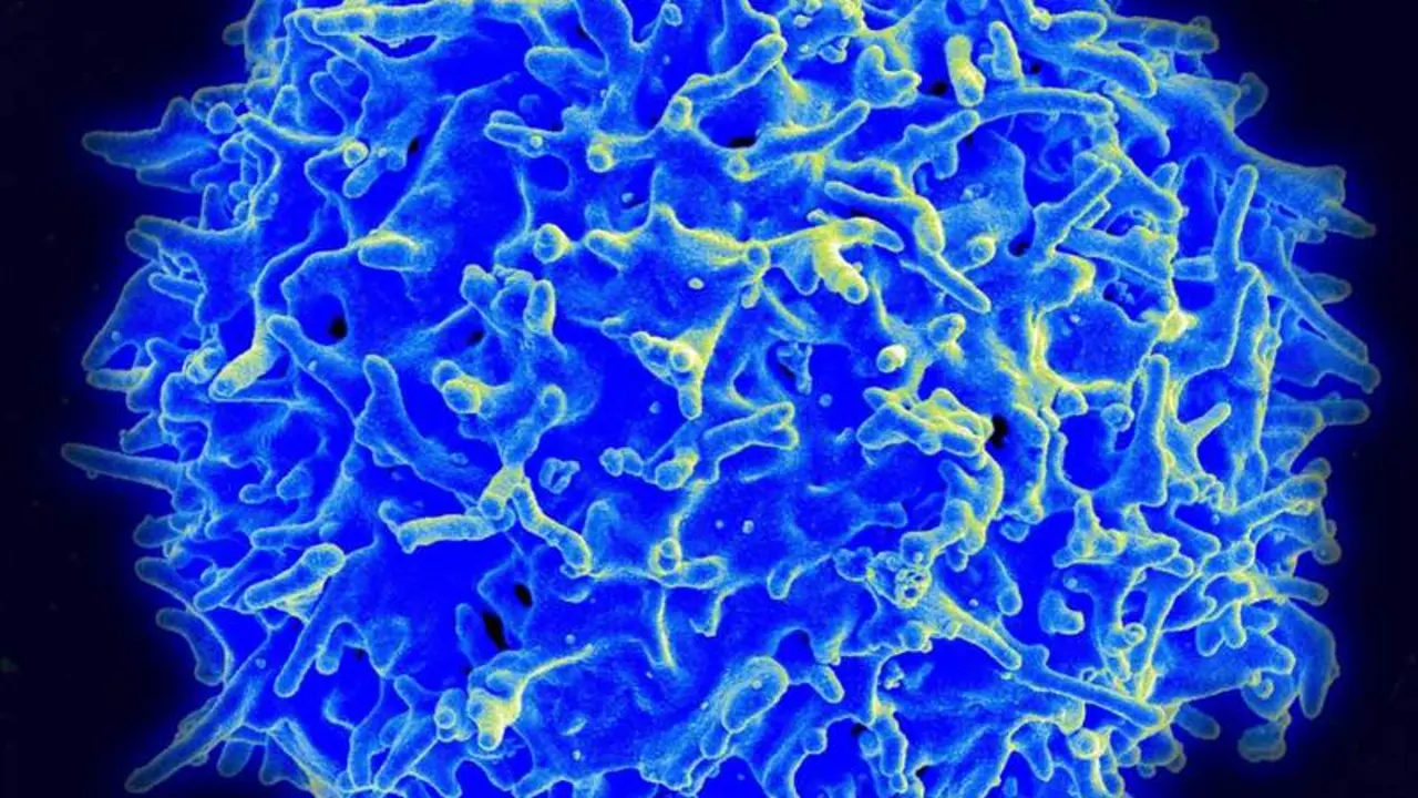  Imagen de micrograf&iacute;a de un linfocito T humano del sistema inmunitario. - NIAID 