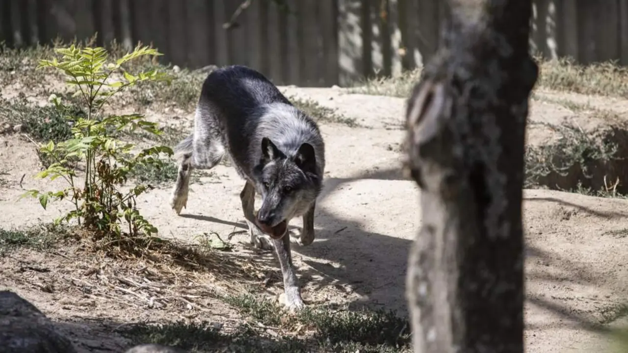  Archivo - Un lobo en el Zoo Aquarium de Madrid, a 12 de agosto de 2021, en Madrid, (Espa&ntilde;a). - Alejandro Mart&iacute;nez V&eacute;lez - Europa Press - Archivo 
