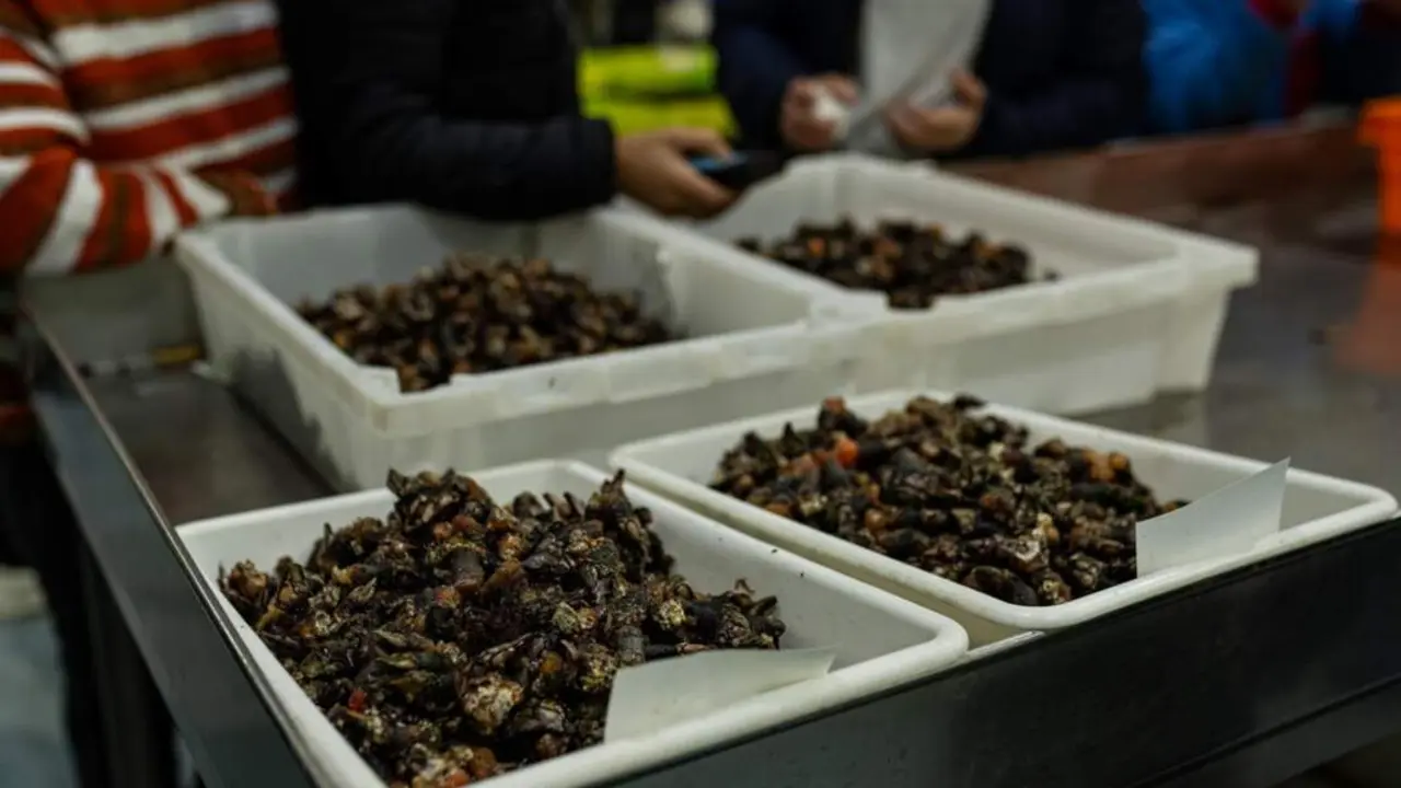  Archivo - Varios lotes de percebes, durante la subasta del percebe en la lonja de O Grove, en O Grove, Pontevedra, Galicia (Espa&ntilde;a) - Elena Fern&aacute;ndez - Europa Press - Archivo 