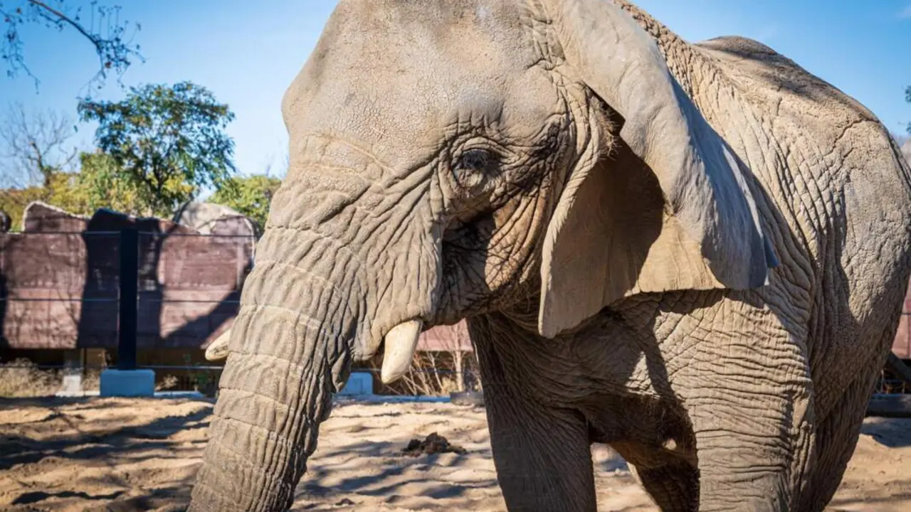  Archivo - Muere en Barcelona la elefanta africana Yoyo, la m&aacute;s longeva del mundo - AYUNTAMIENTO DE BARCELONA - Archivo | EP 