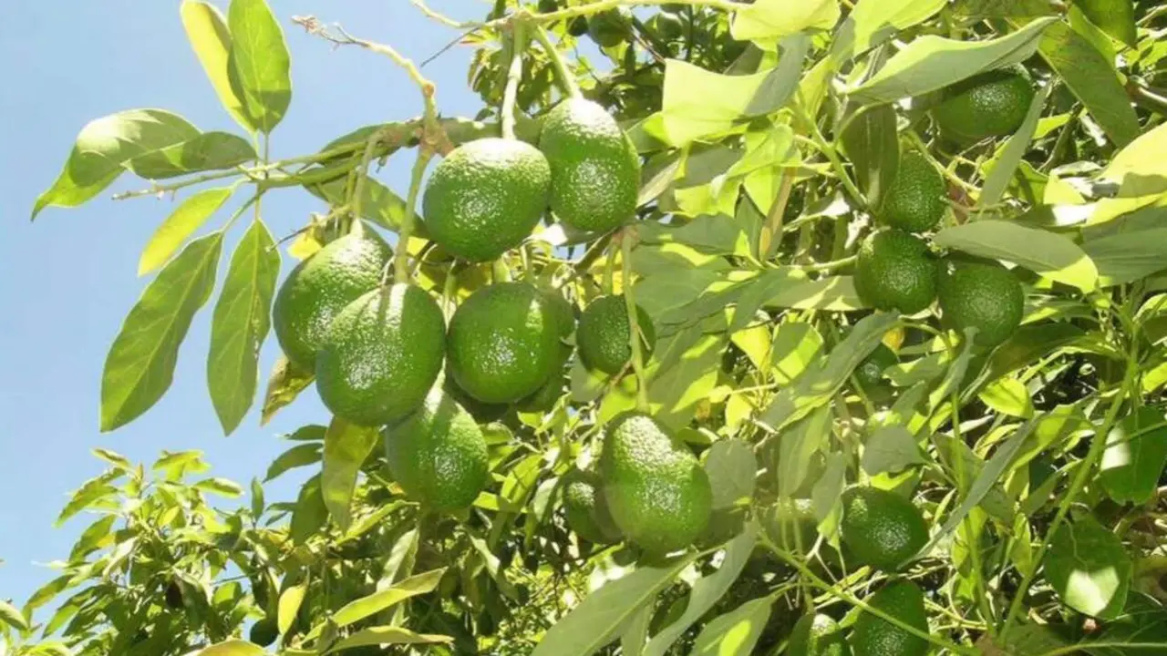  Aguacate de Canarias - CEDIDO POR GOBIERNO DE CANARIAS | EP 