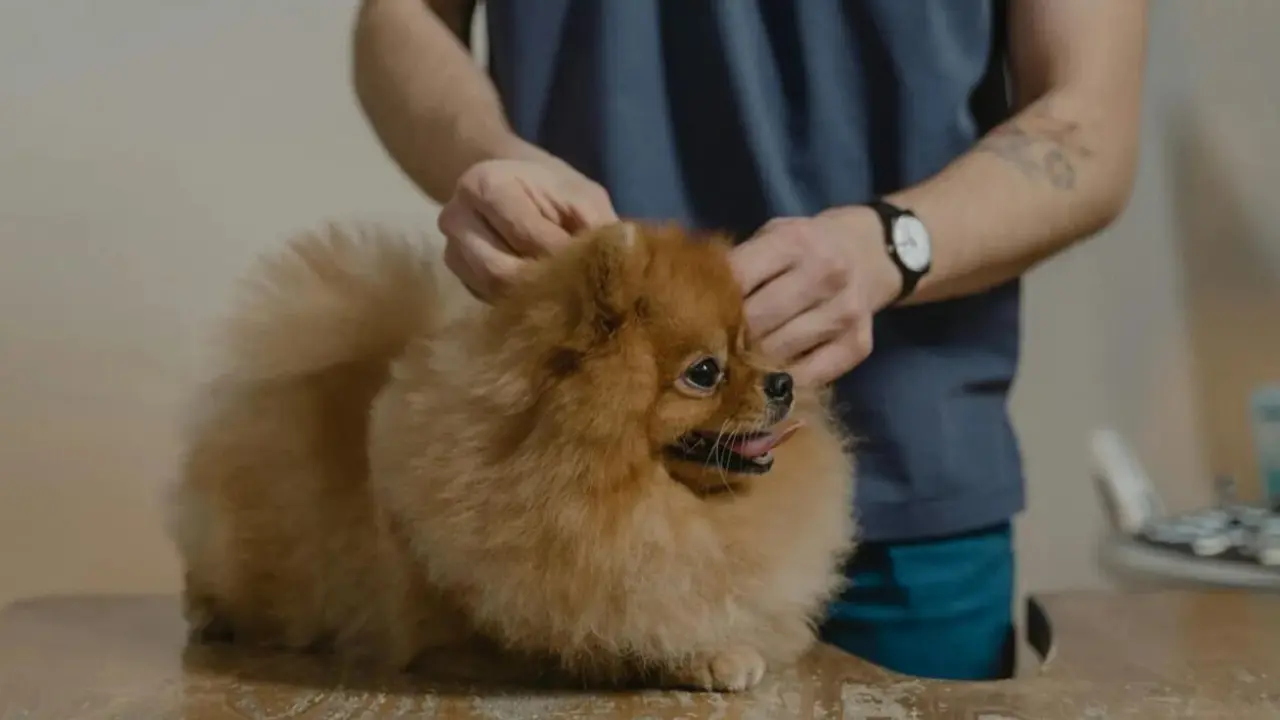  Perro en un veterinario 