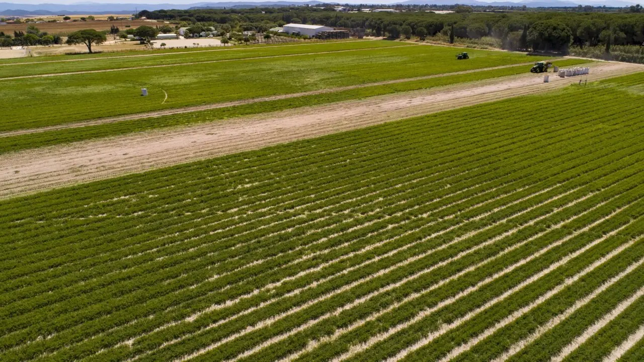 La agricultura ecol&oacute;gica ser&aacute; pieza clave&nbsp;en la nueva agenda agr&iacute;cola europea 