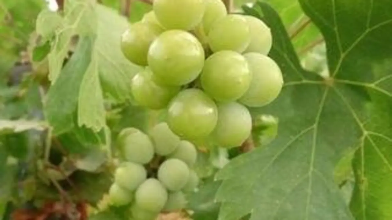  El fruto que da nuestra tierra, &iexcl;Bendita uva, bendito #montillamoriles!! 