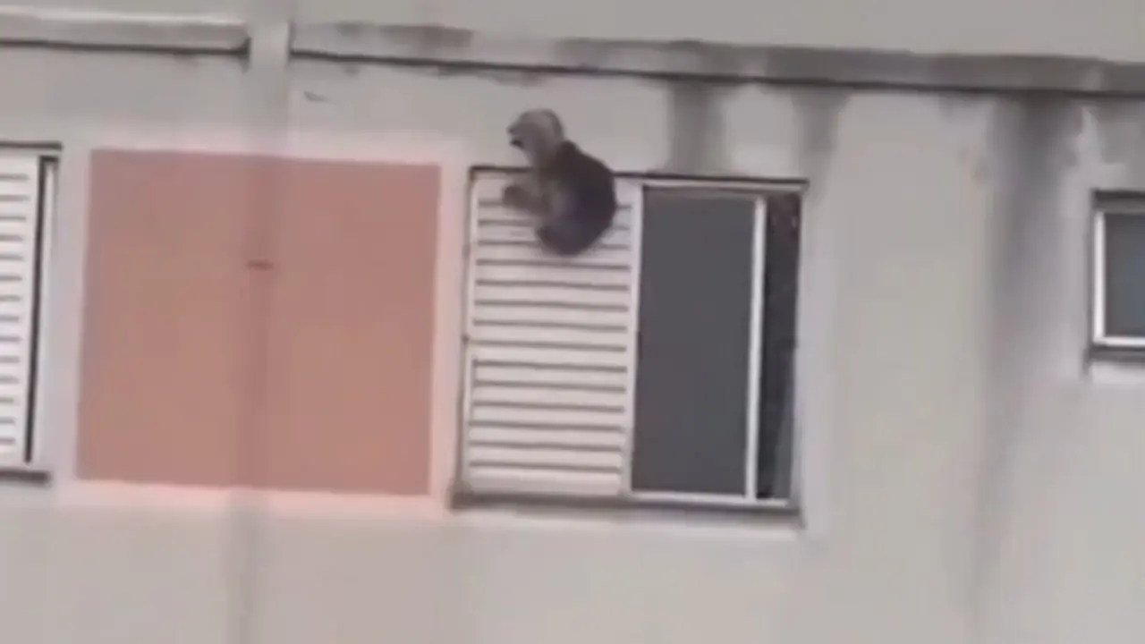  El perro a punto de caer y ser rescatado por su due&ntilde;a 