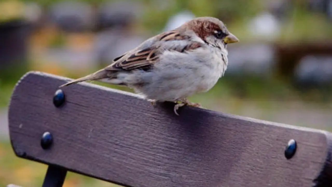  Archivo - Gorri&oacute;n com&uacute;n. Aves. SEO/BirdLife - SEO/BIRDLIFE - Archivo 
