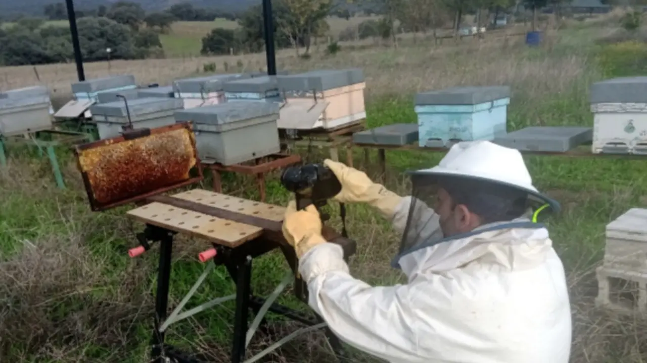  Un algoritmo basado en la IA ayuda a localizar las celdas llenas de miel en las colmenas 
