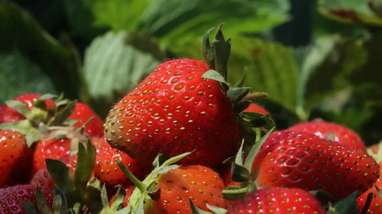  Archivo - Fresas - Europa Press/Contacto/Adil Abbas - Archivo 