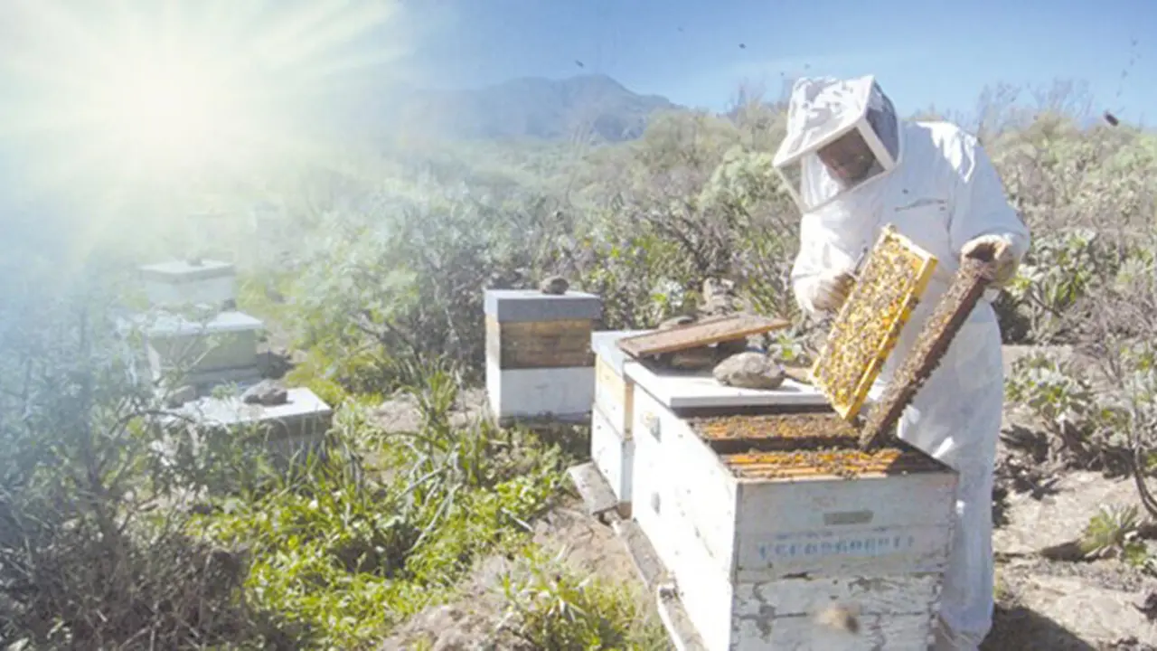  Colmenas de abejas 