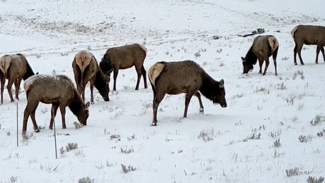  Acuerdo pionero en Colorado facilita la migraci&oacute;n de alces a trav&eacute;s de un rancho 