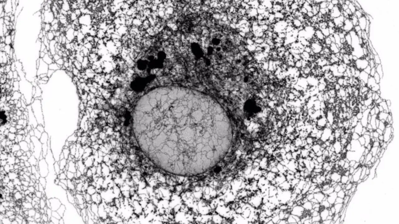  Microscop&iacute;a confocal de alta resoluci&oacute;n del ret&iacute;culo endopl&aacute;smico de una c&eacute;lula de ri&ntilde;&oacute;n de mono verde. - MIGUEL S&Aacute;NCHEZ (IIBM-CSIC-UAM) 