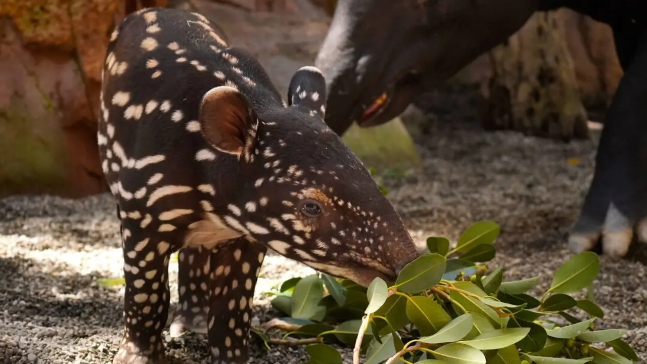 Cría tapir malayo Bioparc Fuengirola | NP Bioparc Fuengirola 