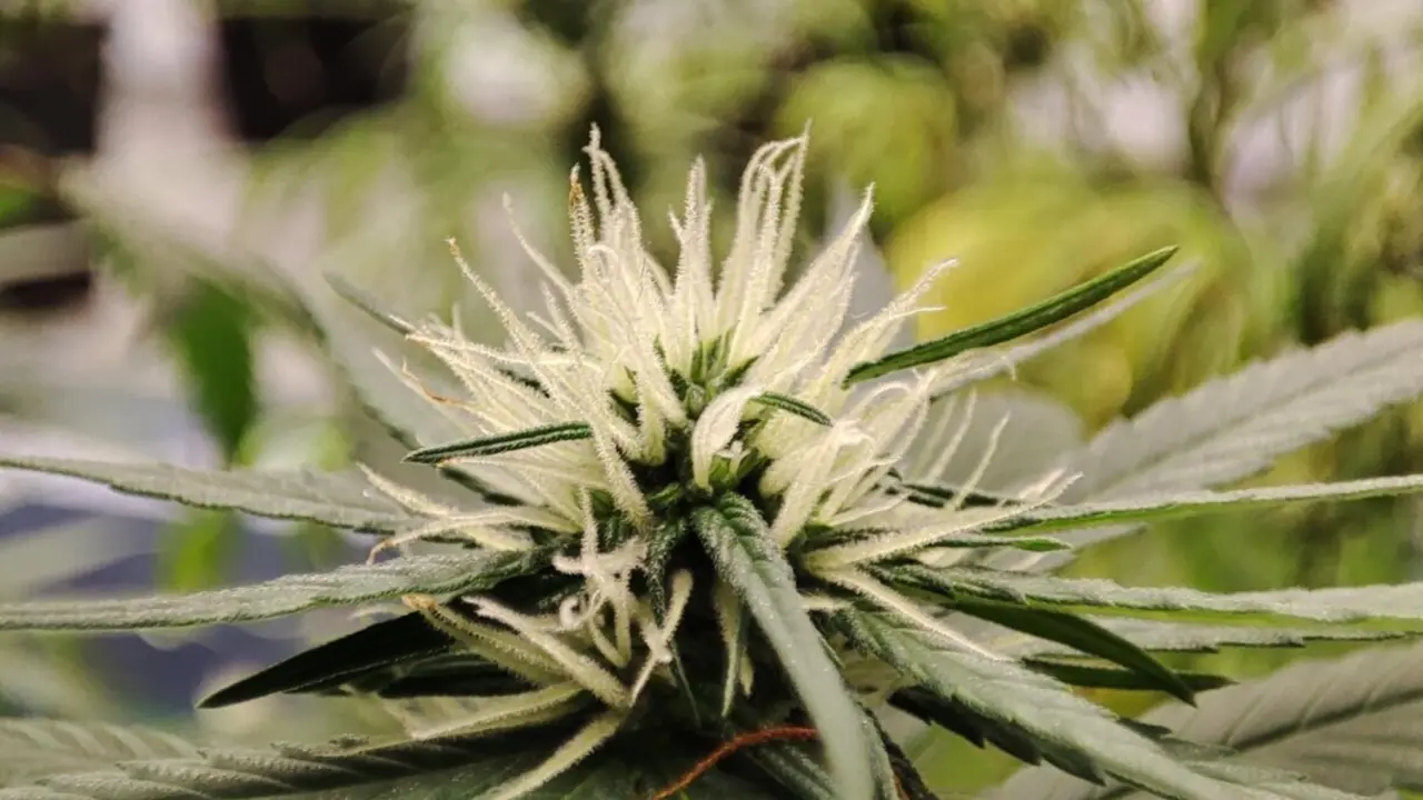  Un equipo investigador del CSIC realiza la primera aproximaci&oacute;n global a la diversidad gen&eacute;tica del cannabis. - RJB-CSIC 