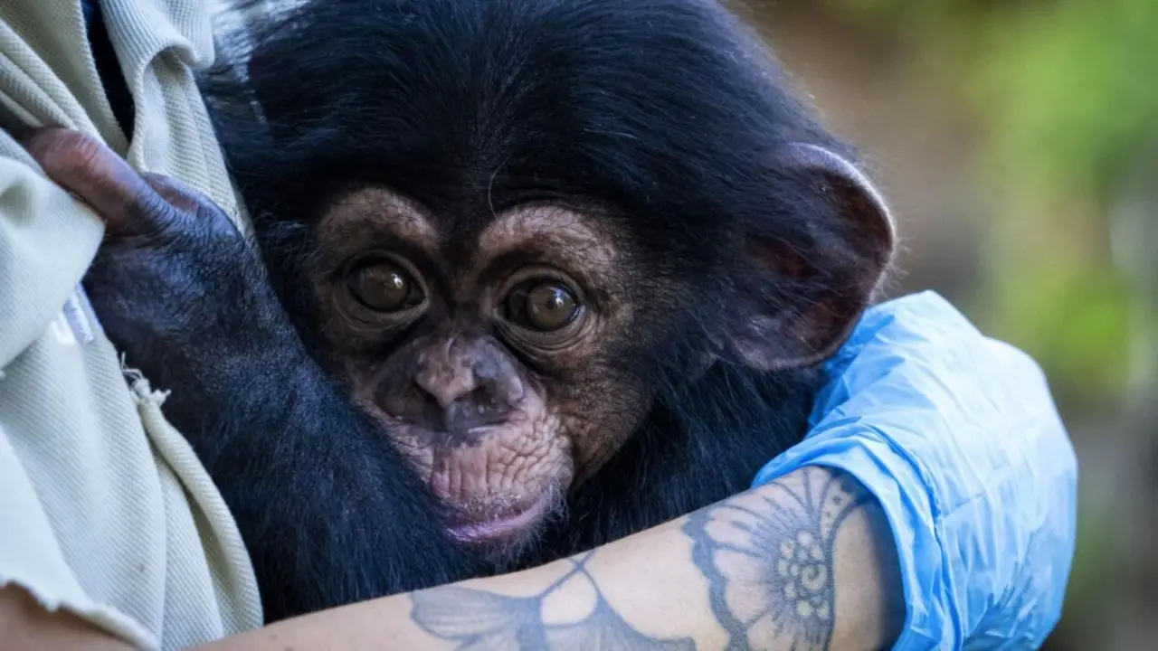  El chimpanc&eacute; nacido en Bioparc prosigue "con &eacute;xito" la &uacute;ltima fase de cuidad con contacto humano - BIOPARC | EP 