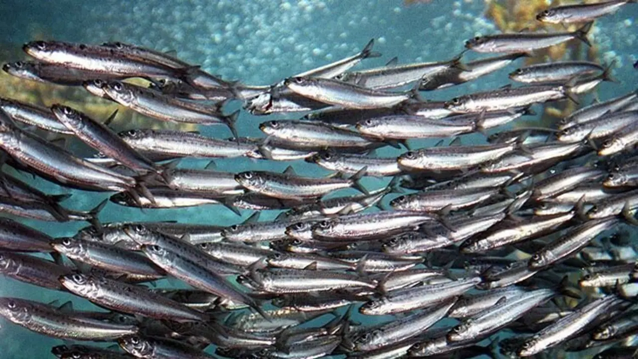  Sardina Ib&eacute;rica -naturahoy 