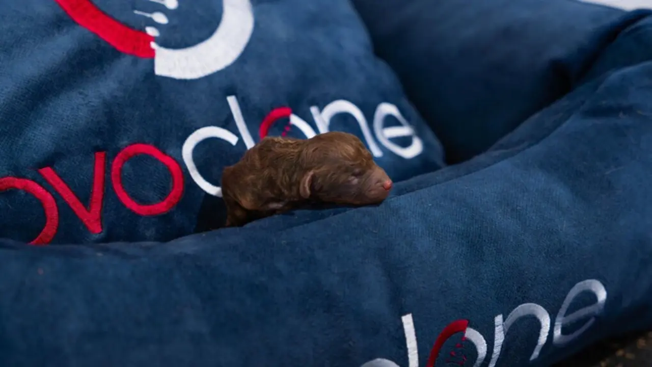  Clon id&eacute;ntico gen&eacute;ticamente al original<br>- INFO@OVOCLONE 