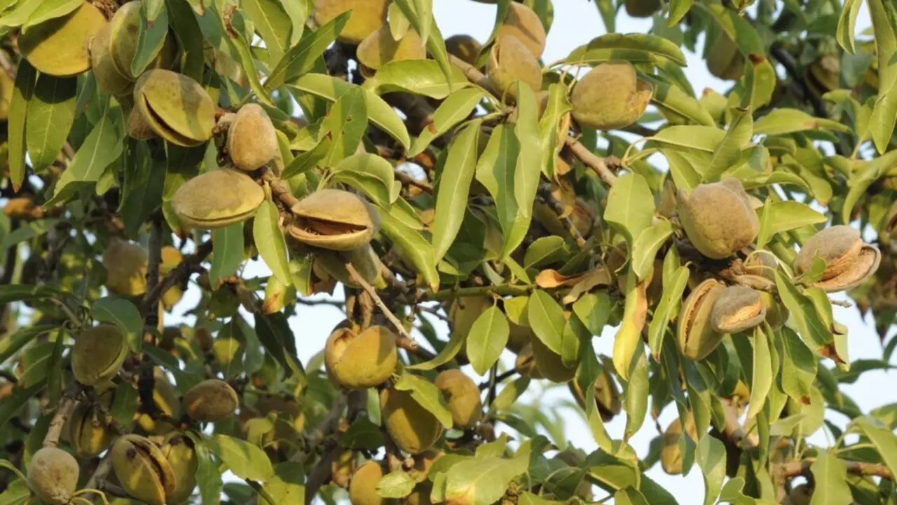  Archivo - Almendra en Alicante<br>- ASAJA ALICANTE - Archivo 