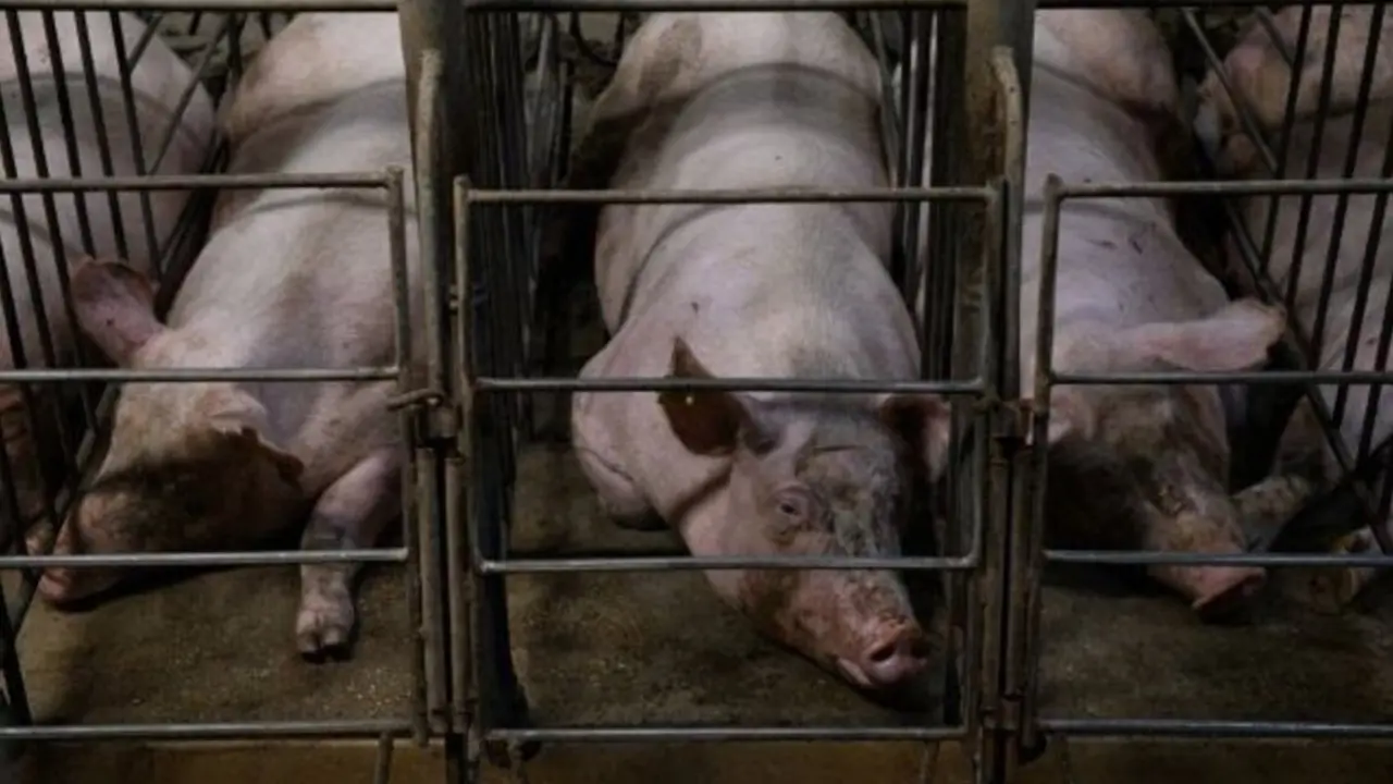  Cerdas enjauladas en granja espa&ntilde;ola.<br>- IGUALDAD ANIMAL / AITOR GARMENDIA 