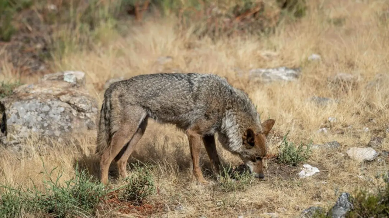  Lobo.<br>- Europa Press/Contacto/Oscar Manuel Sanchez 