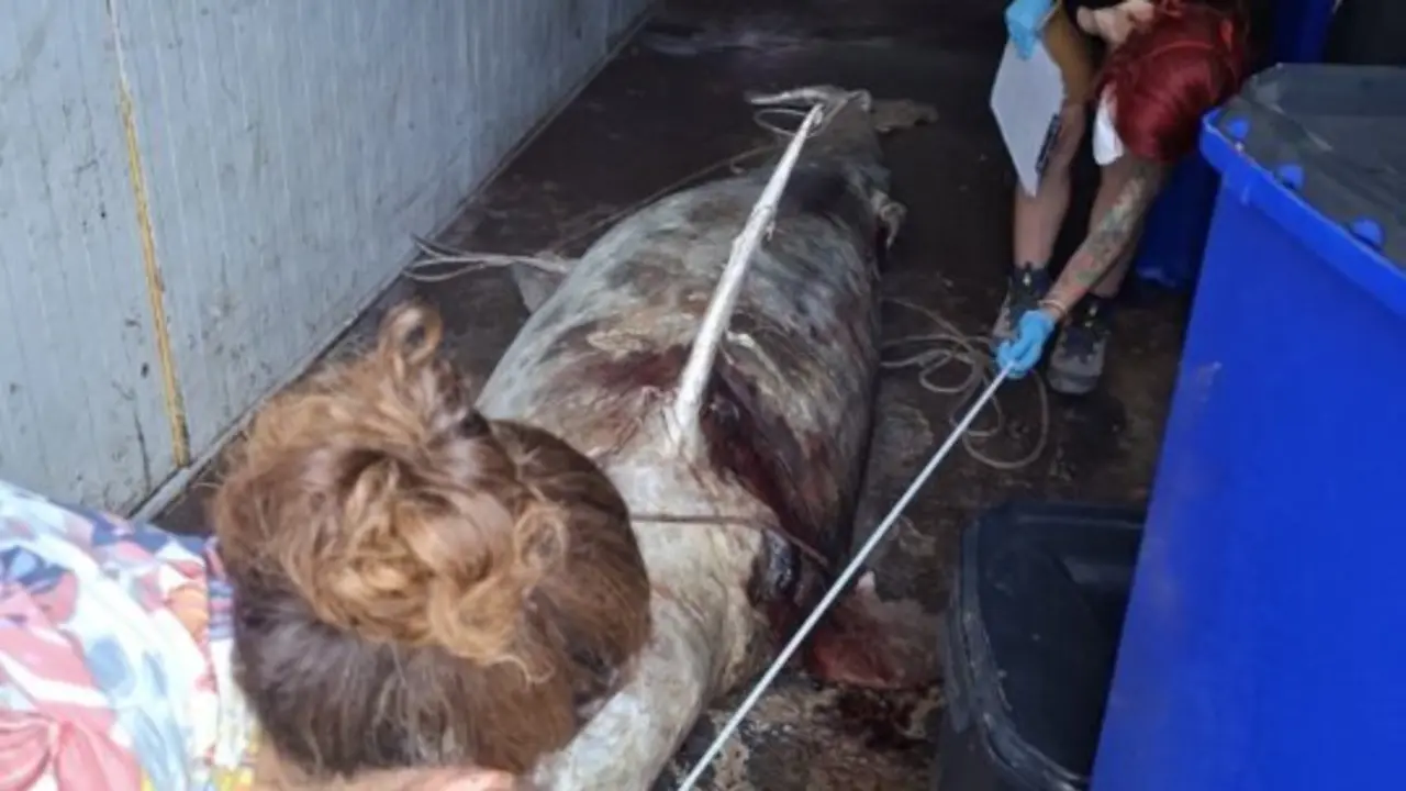  Imagen del cad&aacute;ver del delfin de grandes dimensiones descubierto en Melilla<br>- ASOCIACI&Oacute;N ECOLOGISTA GUELAYA | EP 