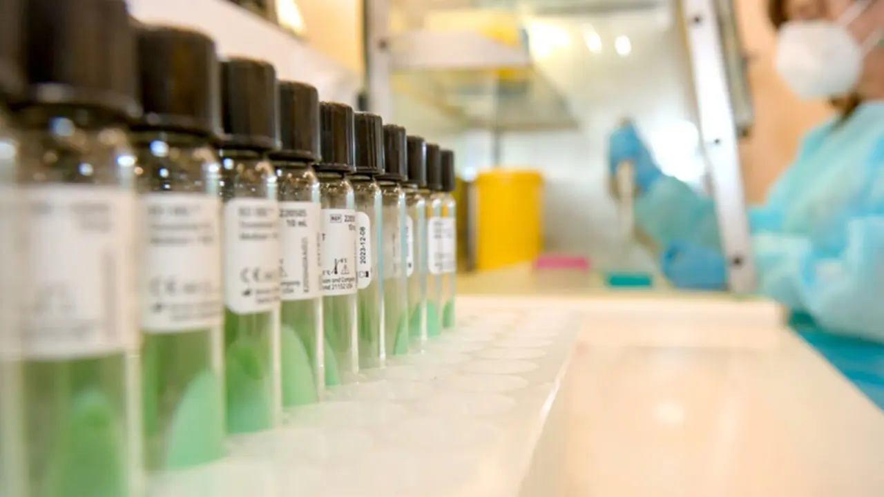  Dosis de vacunas de la triple v&iacute;rica. 