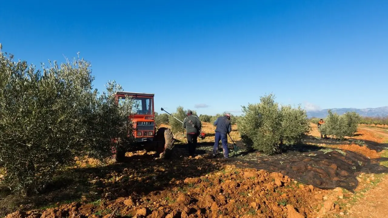  Labores agricultura y ganader&iacute;a. Tractor y agricultores 