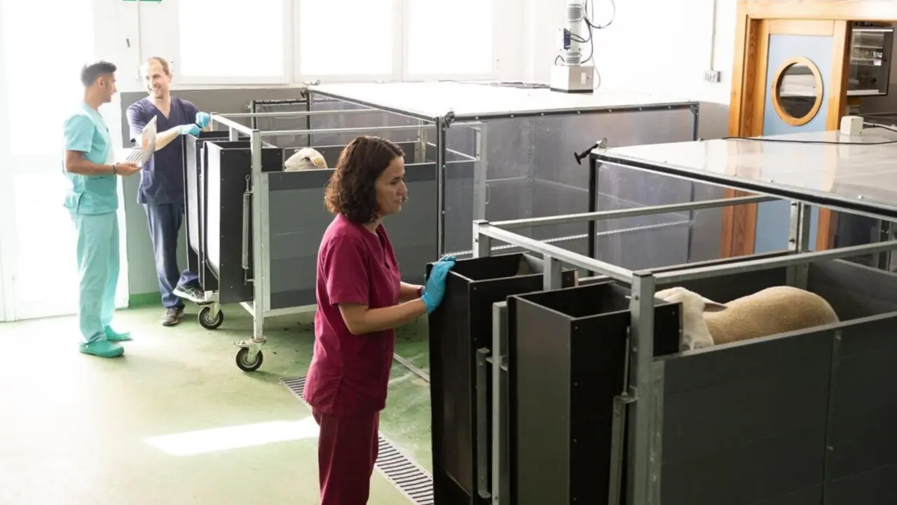  Trabajos con rumiantes para la reducci&oacute;n de emisiones de gases de efecto invernadero<br>- FUNDACI&Oacute;N DESCUBRE 