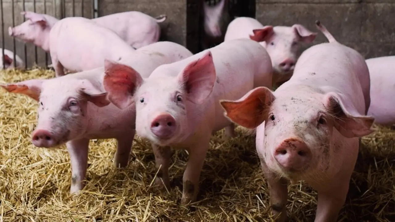  Imagen de recurso de ganado porcino.<br>- AVA 