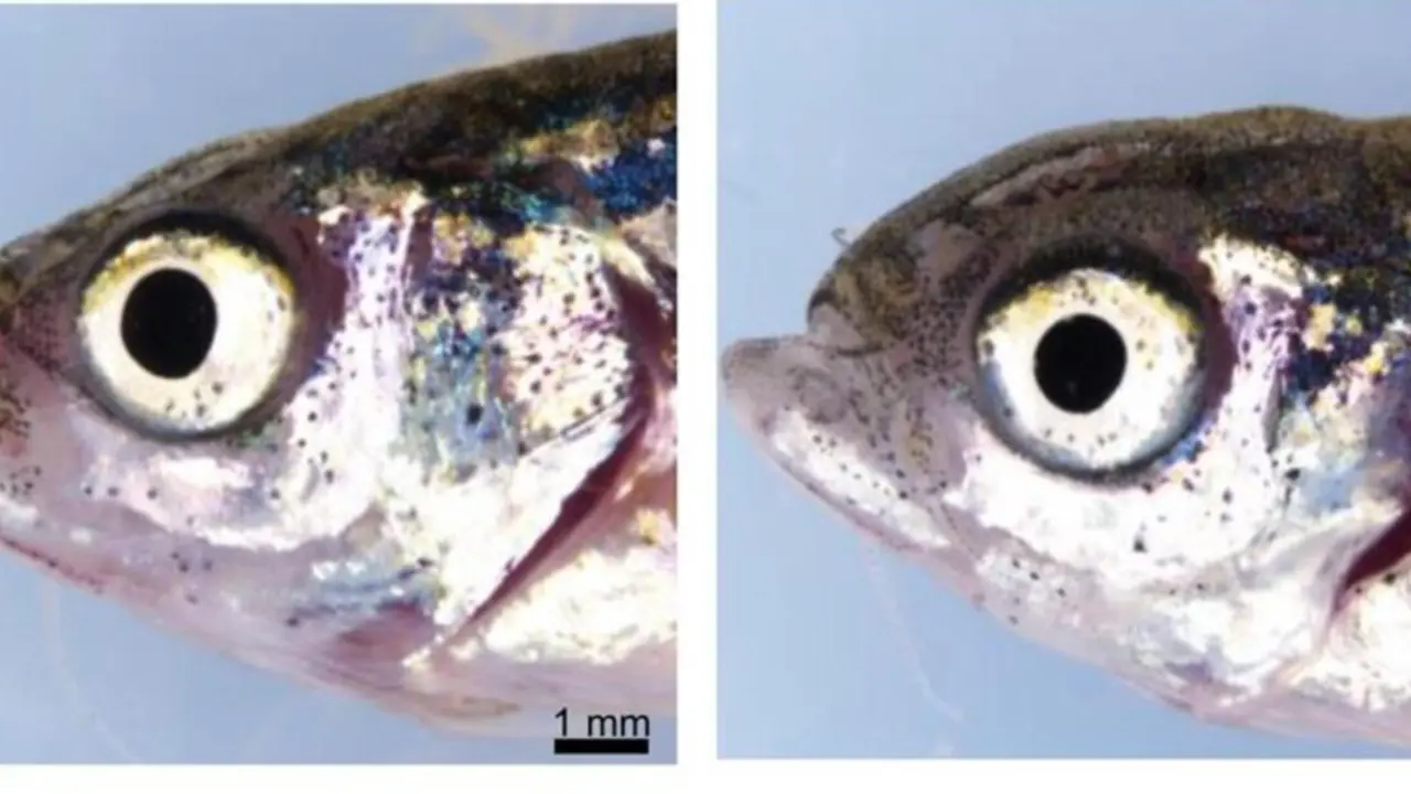  Estudio de la UCLM.<br>- UCLM 