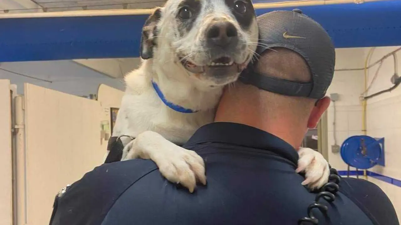  Centro de recursos para mascotas Best Friends - Facebook 