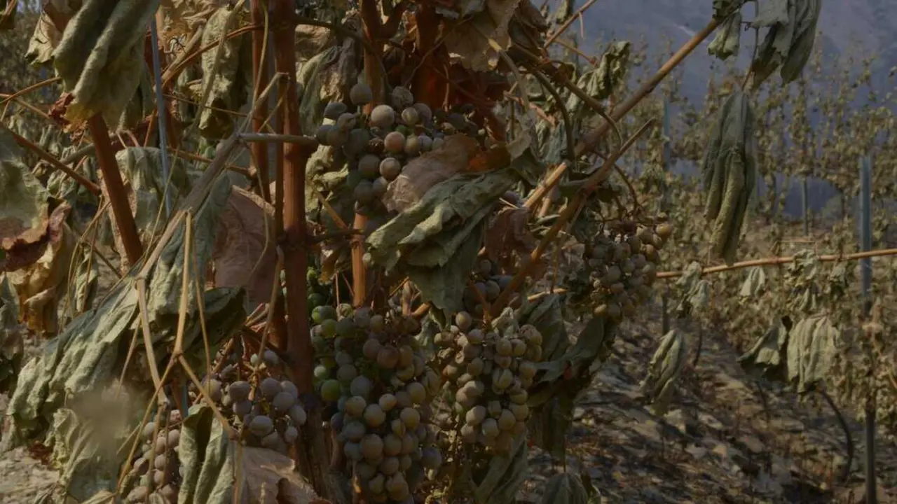  Archivo - Vi&ntilde;a afectado por el fuego en Ourense<br>- Rosa Veiga - Europa Press - Archivo 