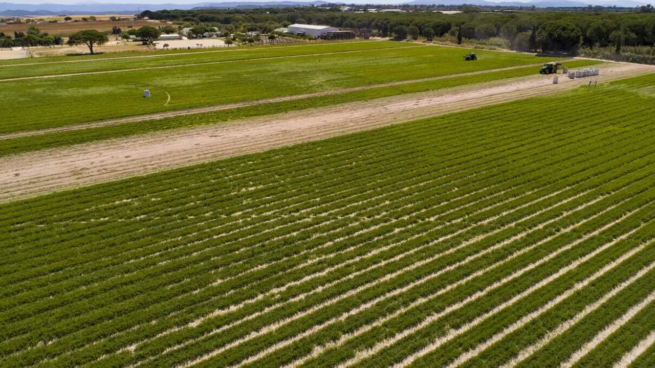  La agricultura ecol&oacute;gica 