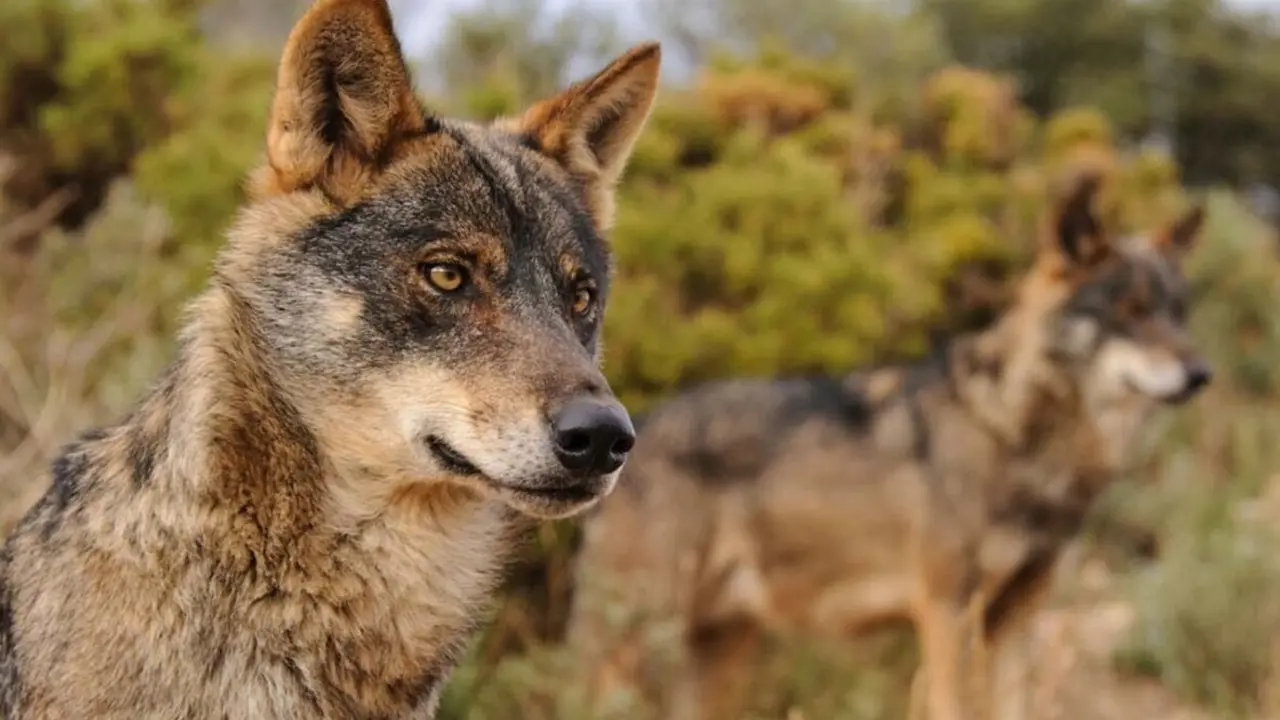 Archivo - Lobo
- WWF - Archivo