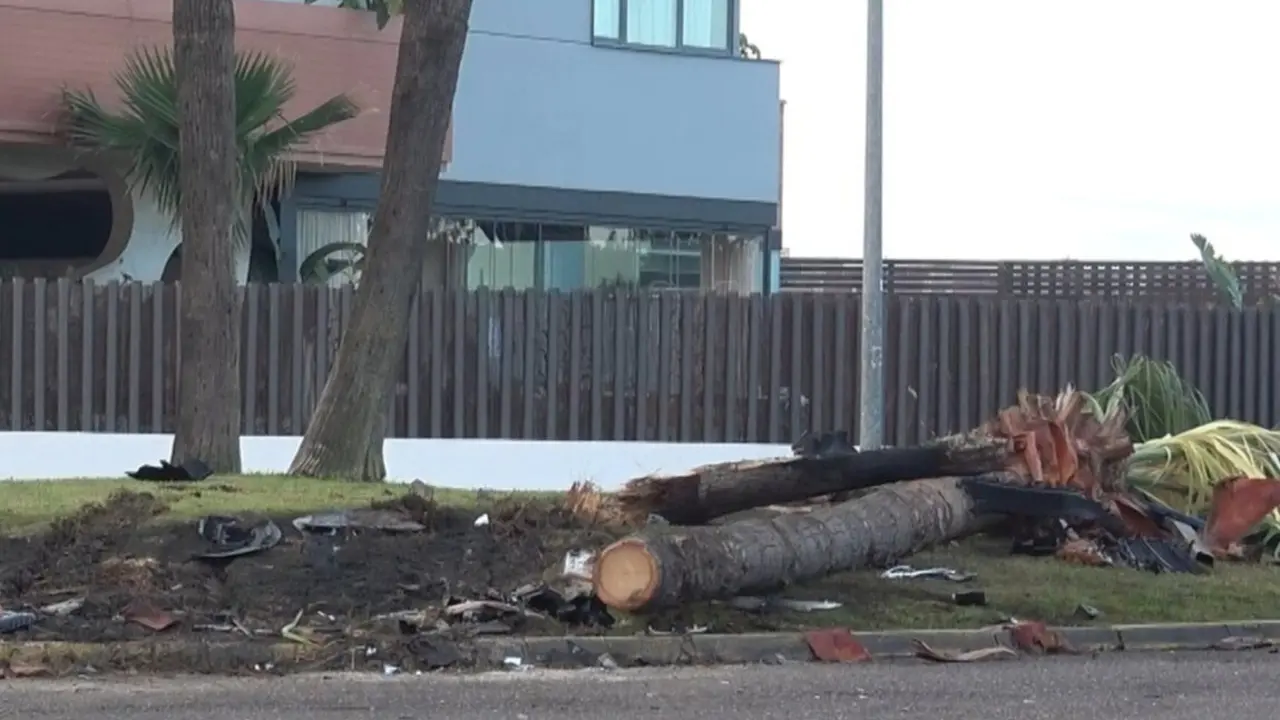 Palmera rota por el accidente.