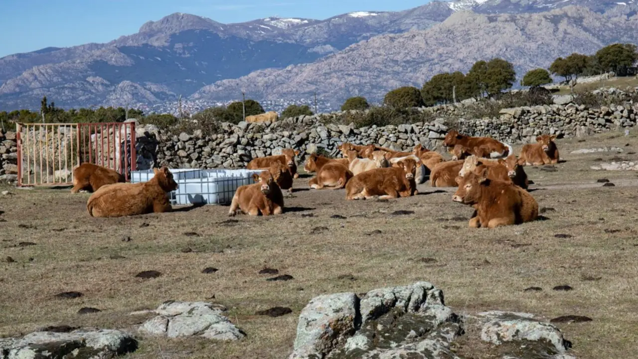 Archivo - Var&iacute;as vacas descansan
- Rafael Bastante - Europa Press - Archivo