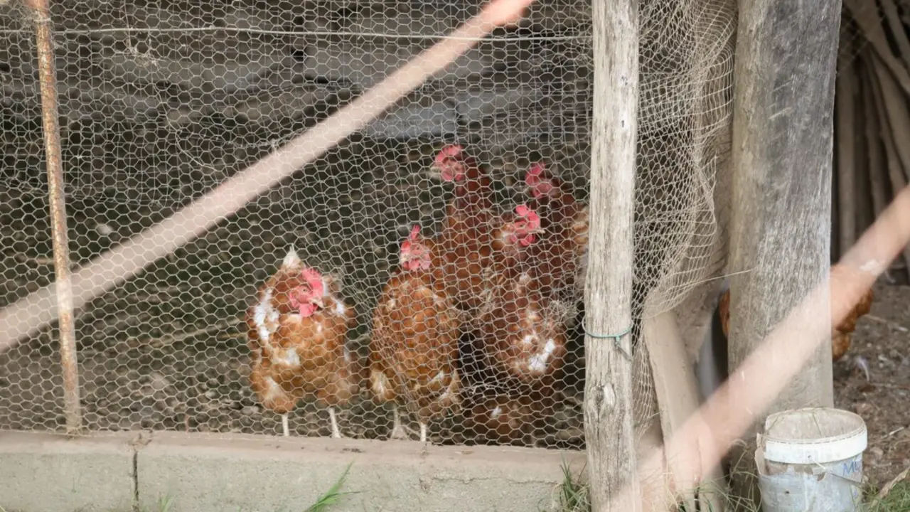 Gallinas en gallineros.
- Carlos Castro - Europa Press